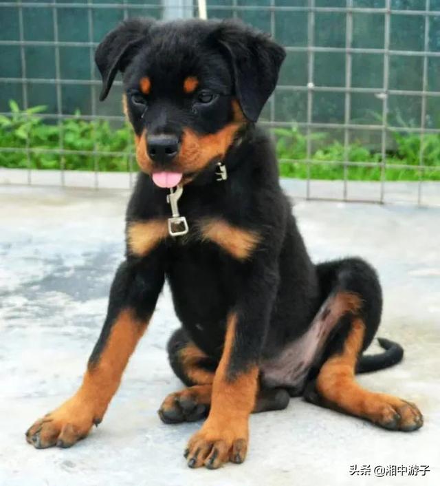 罗威那犬多少钱一只（罗威纳犬小狗价格）