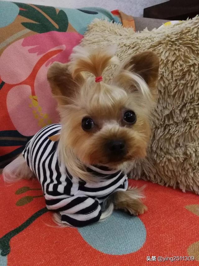 宠物狗品种及价格大型犬（大型宠物狗种类大全）