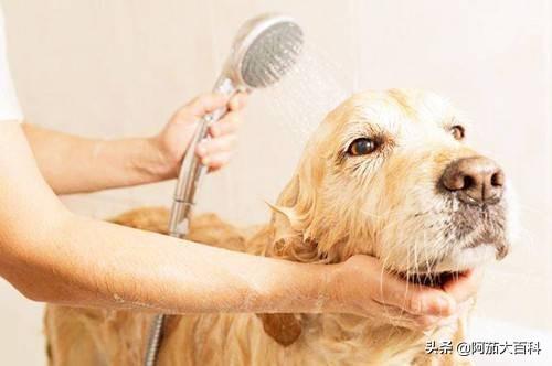 怎样给金毛狗狗洗澡（在家怎样给金毛洗澡）
