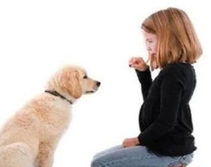 怎么训练狗狗听话视频（如何训练狗狗听人话）