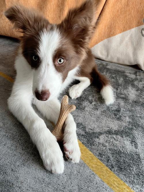 边牧饲养攻略（边牧饲养攻略图）