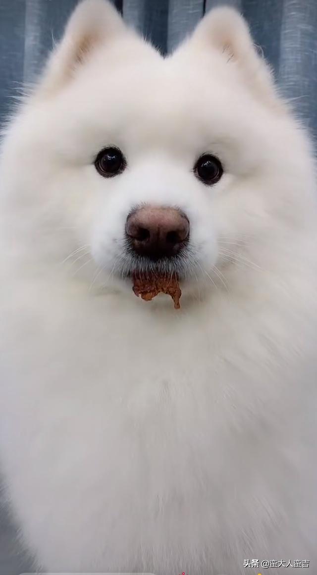 怎么区分萨摩耶狗是健康的呢