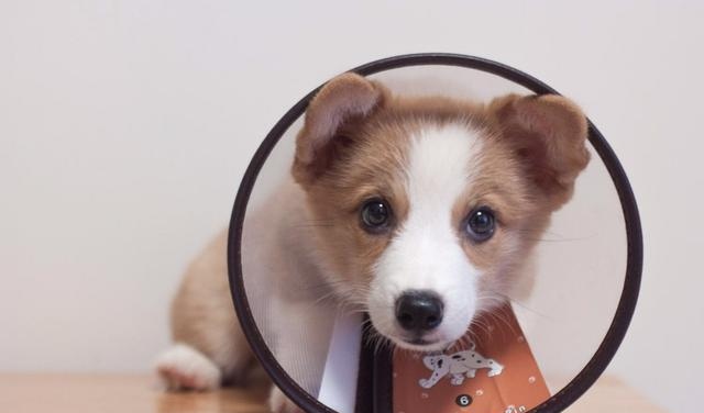 如何给宠物驱虫（如何给宠物驱虫视频）