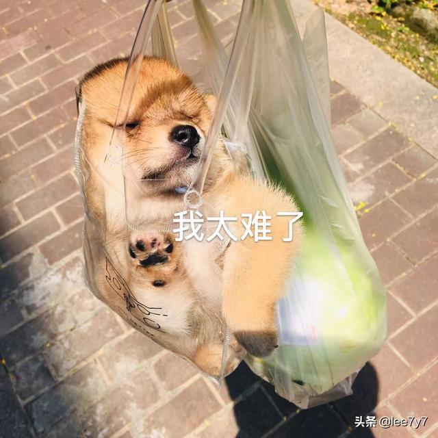 狗狗得细小的症状原因（狗狗得细小的症状原因图片）