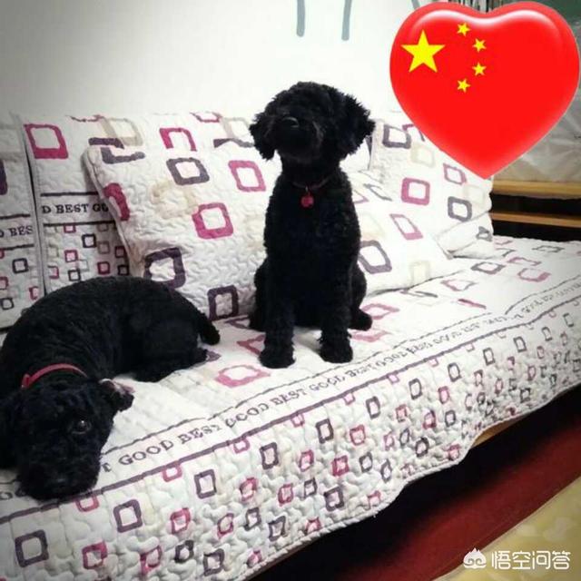 博美犬爱吃什么（博美犬爱吃什么蔬菜）