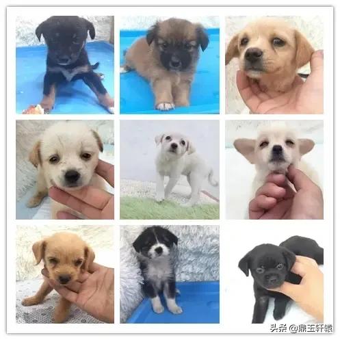 免费送狗狗（免费送狗狗的联系方式七台河）