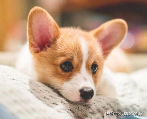 狗感冒了吃什么药几天好（狗感冒了吃什么药几天好一点）