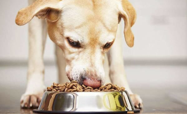 狗狗没有食欲（狗狗没有食欲不吃饭怎么回事）