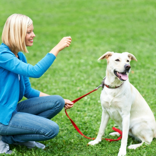 小狗学叫图片（小狗学叫配图）