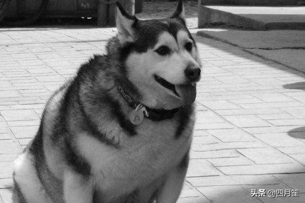 可爱狗的品种及图片（可爱的狗有哪些图片）