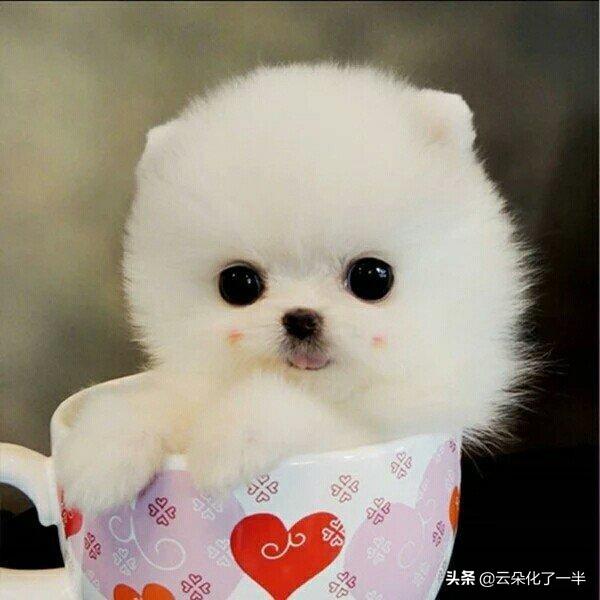 十大可爱的狗（最可爱的狗排行榜前十名）