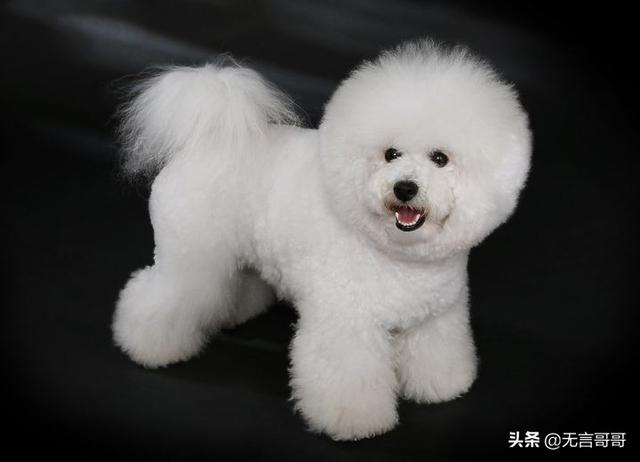 小品种狗狗图片（小品种狗狗图片欣赏）