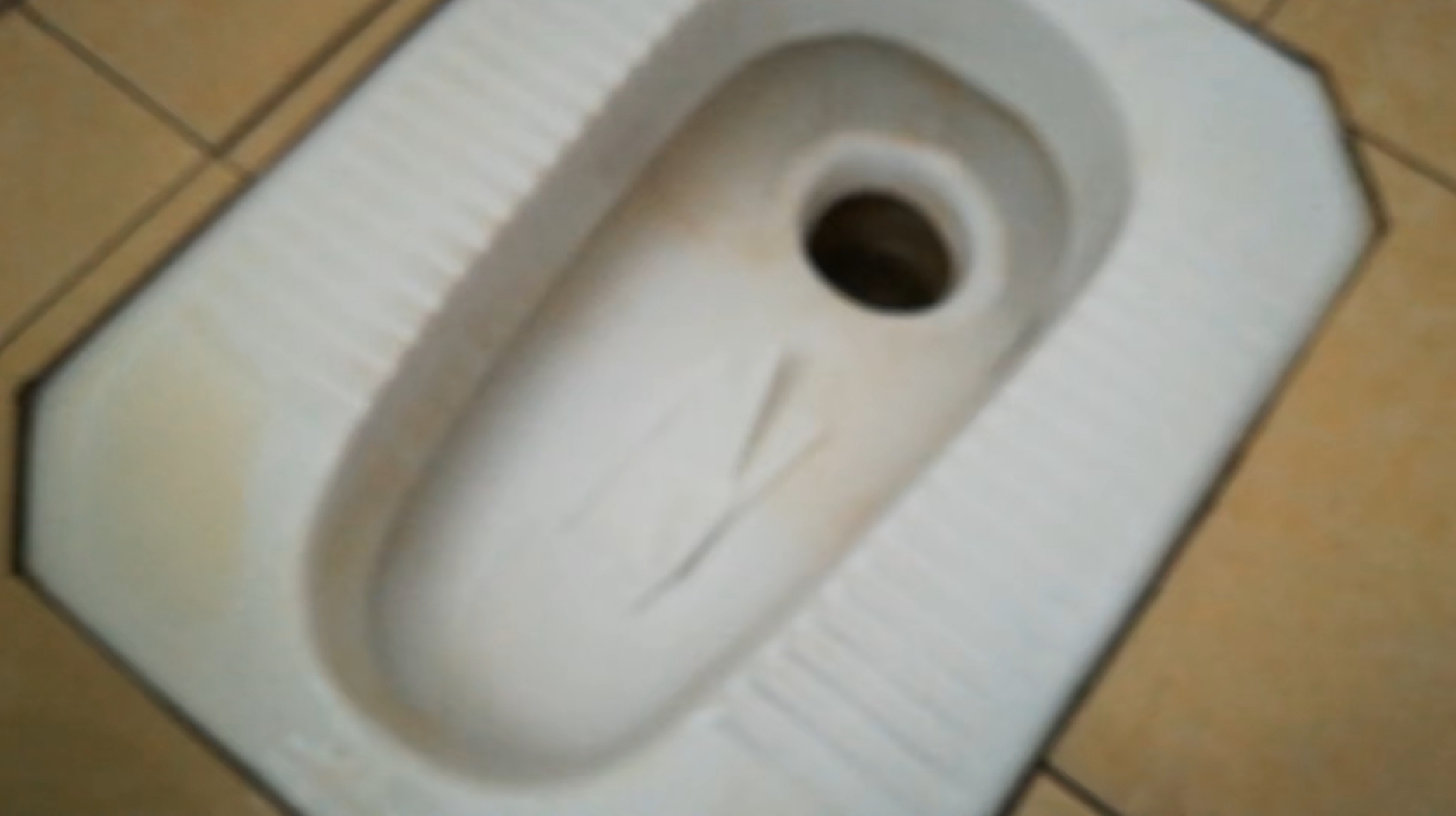 宠物猫怎么训练上厕所（怎么训练猫上蹲厕）