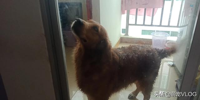 如何养金毛狗狗（养金毛狗狗有什么好处）