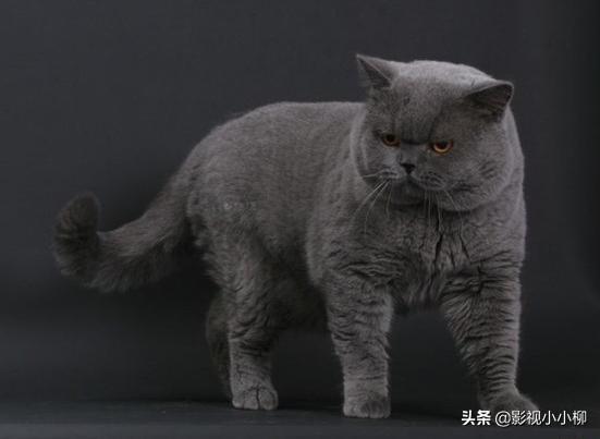宠物猫有哪些品种 （宠物猫有哪些品种,温顺的）