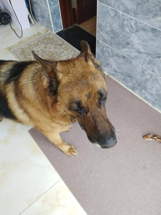 德牧品种图片大全（德牧品种图片大全大图）