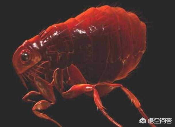 从外面带回一只跳蚤会繁殖吗