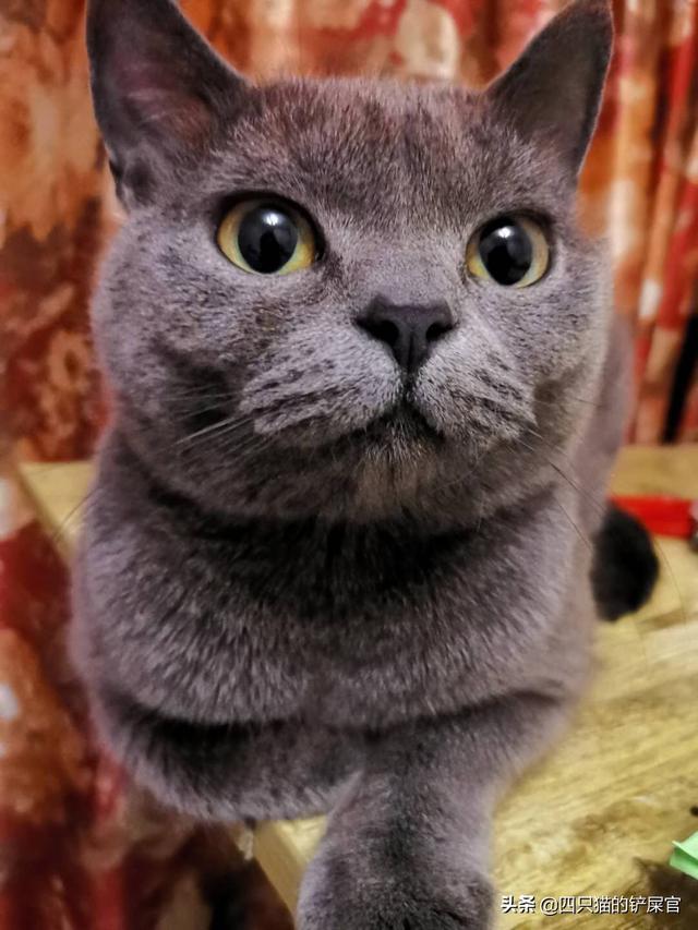 欧洲短毛猫（欧洲短毛猫包括哪些品种）