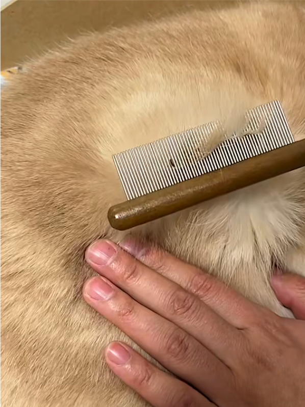 狗狗怎么驱虫好（狗狗应该如何驱虫）