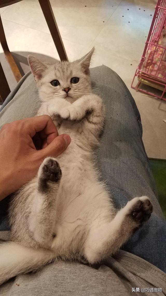 博美犬吃什么可以美毛（博美狗狗吃什么毛发会好看）