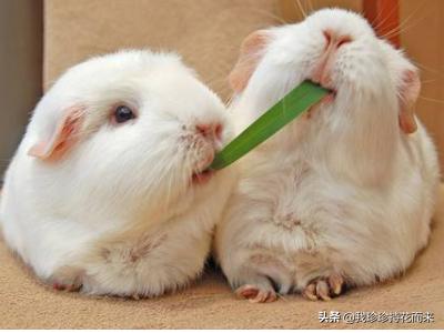 宠物兔的种类有哪些（宠物兔都有哪些）