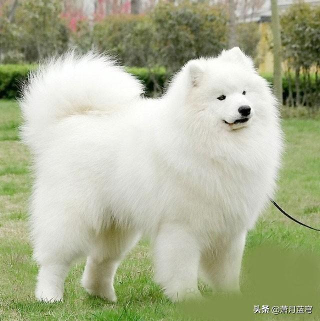 大型萨摩耶图片（大型萨摩耶、小型萨摩耶）