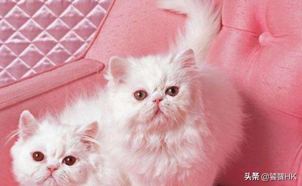 波斯猫全身照（波斯猫标准外观形态）