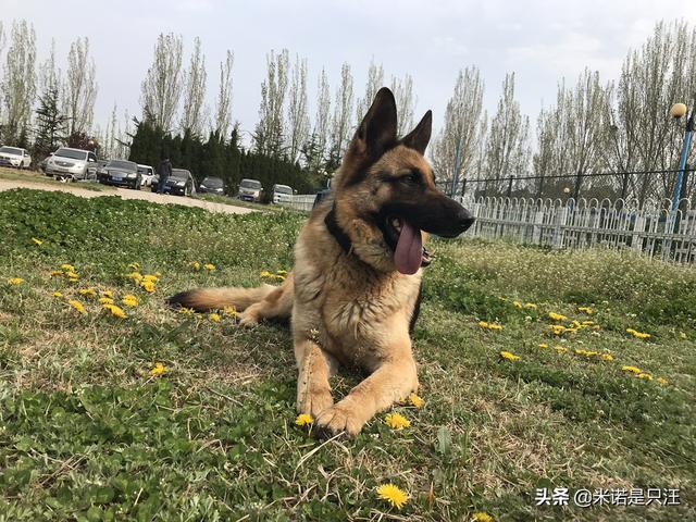 十大适合新手养的狗狗（适合新手养的宠物狗）