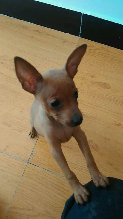 小鹿幼犬（小鹿幼犬怎么养）