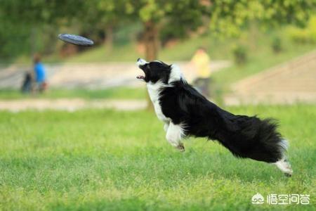 怎么训练狗接飞盘视频（训练狗狗接物和衔飞碟方法）