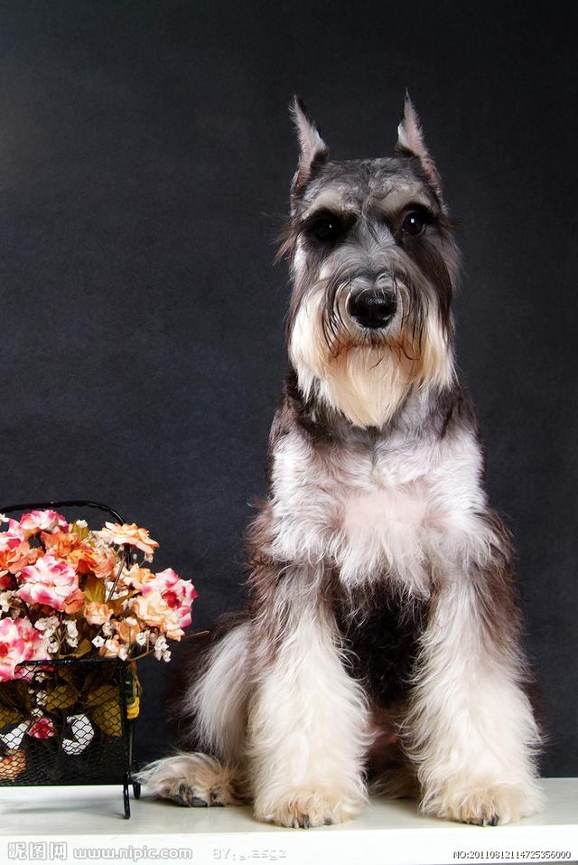 像老头一样的狗（像老头一样的狗是什么品种）