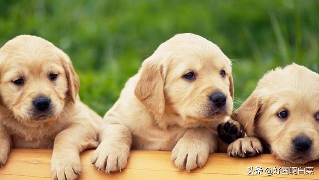 狗宠物种类大全图片（狗狗宠物种类）