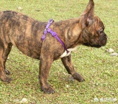 法斗虎斑犬图片（法斗虎斑犬的特点是什么）