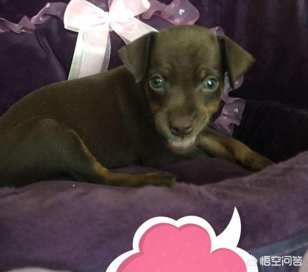 小鹿犬名字大全女狗（小鹿犬名字大全女狗复杂霸气）