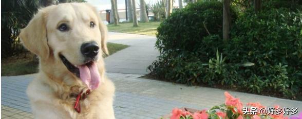 纯种金毛长什么样子（纯种金毛有几个品种）