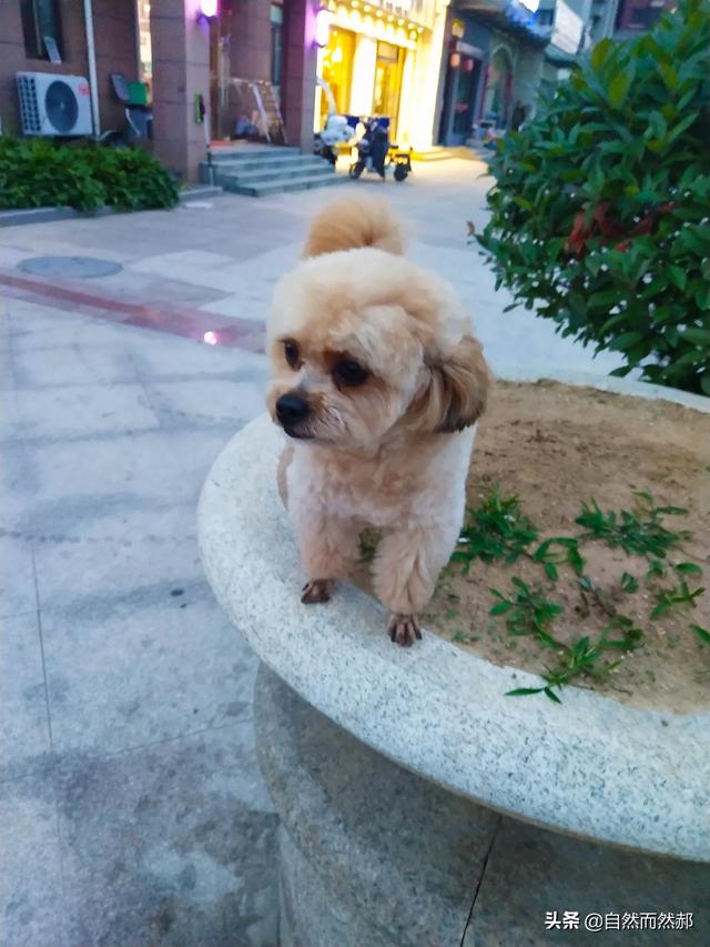 贵宾狗图片大全 杂交（贵宾犬图片巨型）