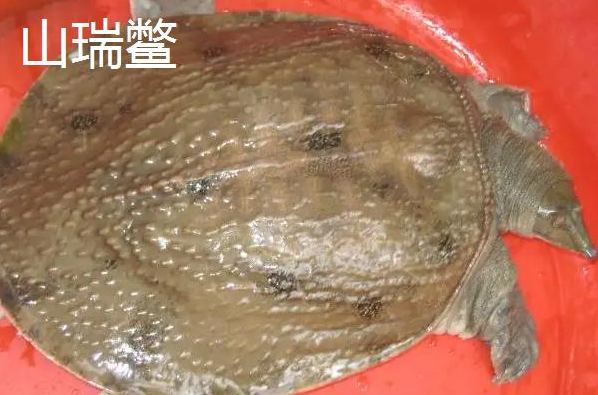 山瑞鳖和甲鱼区别（山瑞鳖的食法）