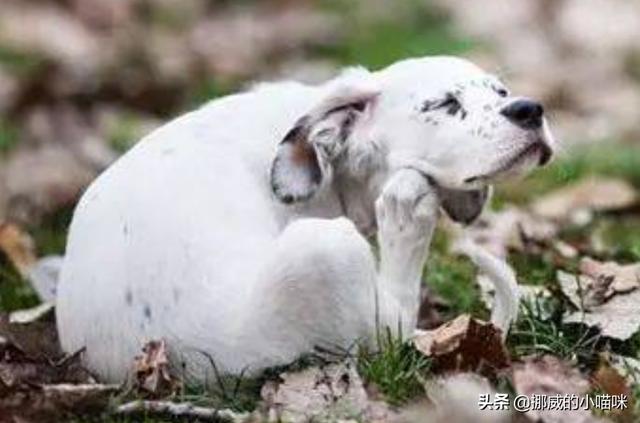 狗狗经常得皮肤病怎么办（狗狗老是得皮肤病）