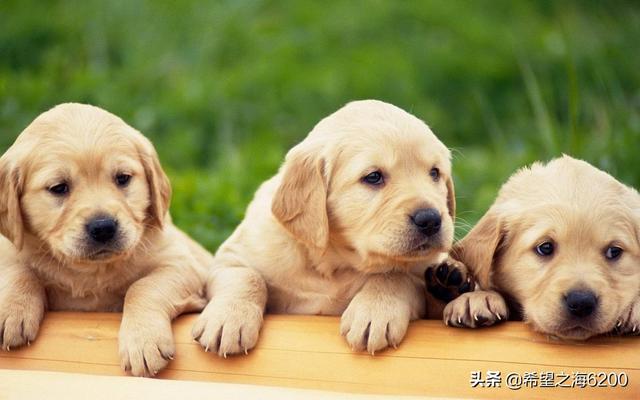 狗狗得细小不行的症状（狗狗得细小不行的症状有哪些）