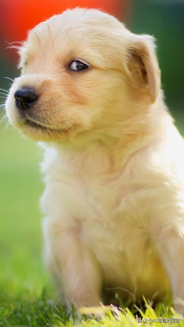 怎么给狗铲屎（如何铲狗屎）