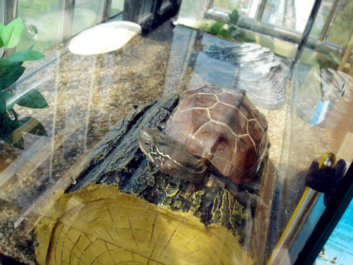 金线草龟的饲养方法（金线草龟怎么养能让金线颜色更深）