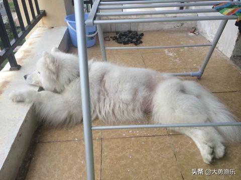 狗狗皮肤病掉毛怎么办（狗狗皮肤病掉毛还能长出来吗）