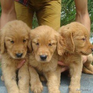 狗狗得犬瘟热初期症状（狗狗得了犬瘟热能自愈吗）