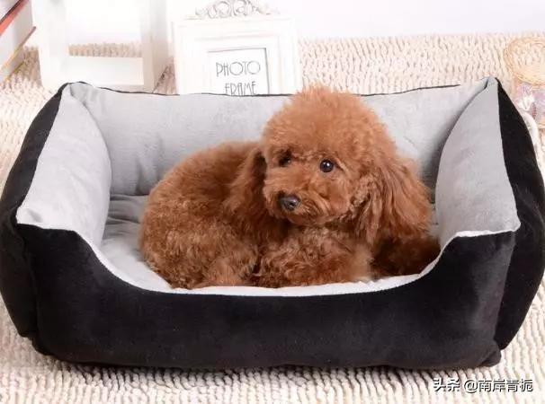 养宠物狗注意什么（养宠物狗注意什么细节）