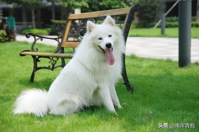 宠物狗的品种及图片大小（宠物狗品种照片）