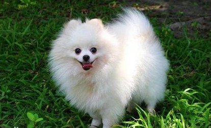 狐狸犬长什么样子（狐狸犬长什么样子图片）