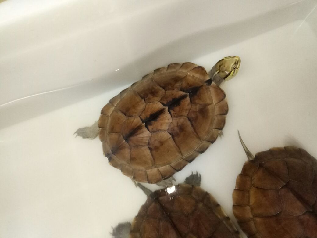 养金钱龟放多少水合适（养金钱龟的水有什么要求）