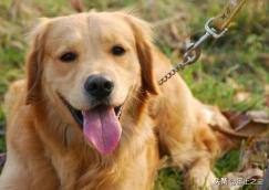 狗狗生病拉血（狗狗拉血有救吗）