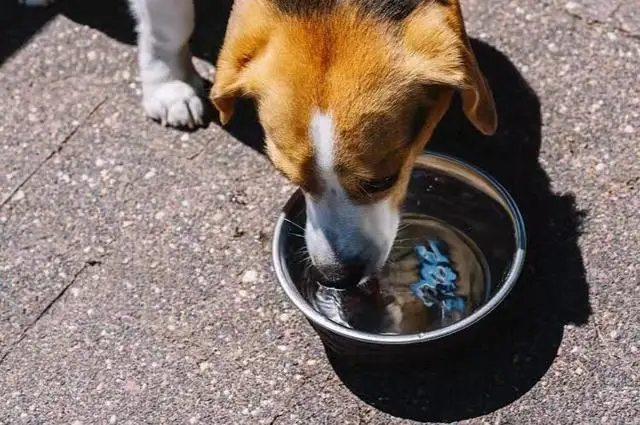 狗狗大便拉不出来（狗狗大便拉不出来怎么办）