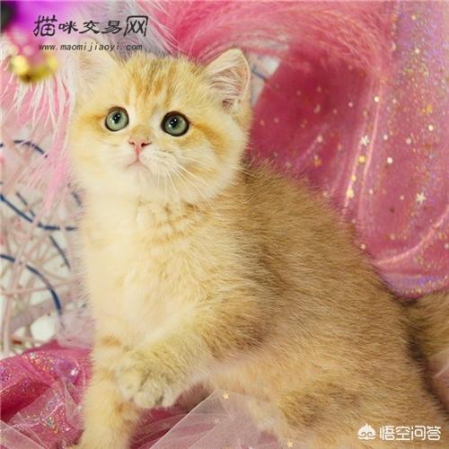 最温顺的猫（最温顺的猫排名第一）